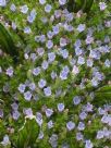 Echium pininana