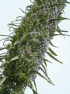 Echium pininana