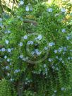 Echium pininana