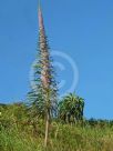 Echium pininana