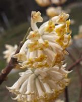 Edgeworthia chrysantha