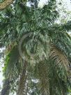 Elaeis guineensis