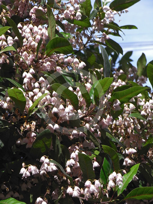 Elaeocarpus reticulatus Prima Donna | Blueberry Ash information & photos