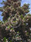 Elaeocarpus reticulatus Prima Donna