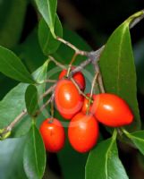 Elaeodendron australe