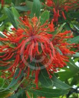 Embothrium coccineum