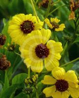 Encelia farinosa