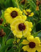 Encelia farinosa