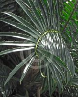 Encephalartos gratus