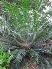 Encephalartos gratus