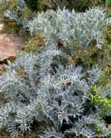 Encephalartos horridus