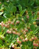 Enkianthus campanulatus