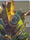 Ensete ventricosum Maurelii