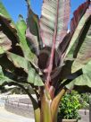 Ensete ventricosum Maurelii