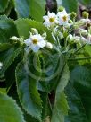 Entelea arborescens