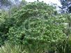 Entelea arborescens