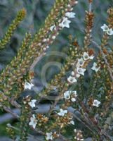 Epacris breviflora