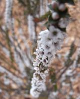 Epacris gunnii