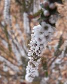 Epacris gunnii