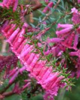 Epacris impressa