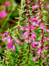 Epacris impressa