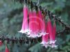 Epacris longiflora