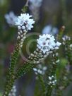 Epacris microphylla