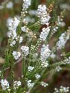 Epacris microphylla