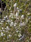 Epacris microphylla