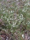Epacris microphylla