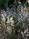 Epacris microphylla