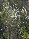 Epacris microphylla