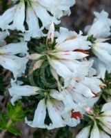 Epacris obtusifolia