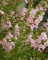 Epacris pulchella