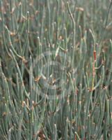 Ephedra gerardiana