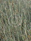 Ephedra gerardiana