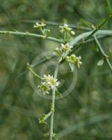 Ephedra viridis