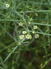 Ephedra viridis