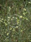 Ephedra viridis