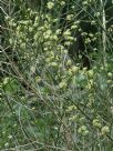 Ephedra viridis