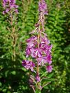 Epilobium angustifolium