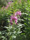 Epilobium angustifolium