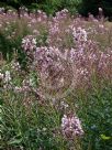 Epilobium angustifolium