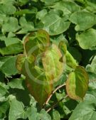 Epimedium rubrum