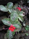 Episcia cupreata Frosty