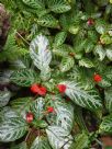 Episcia cupreata Frosty