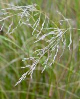 Eragrostis curvula