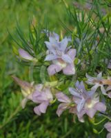 Eremophila abietina