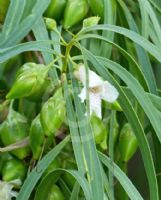 Eremophila bignoniiflora