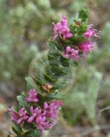 Eremophila calorhabdos